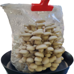New Earth Mushroom Growing Kit