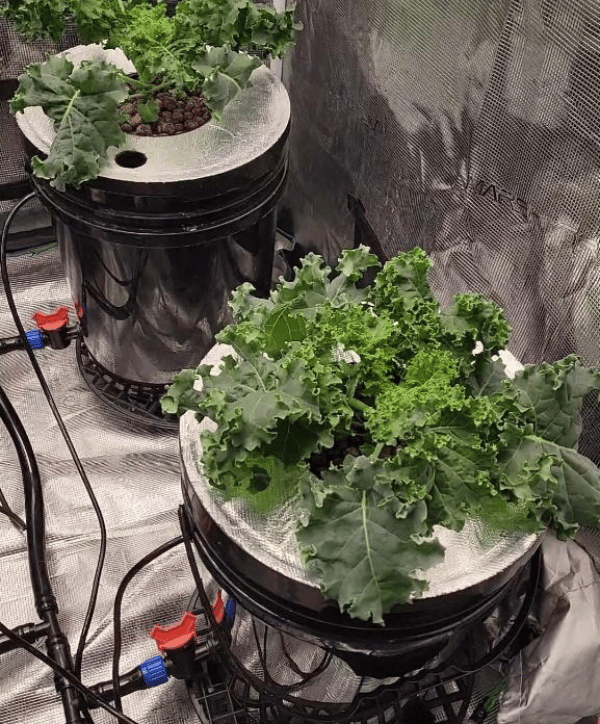 plants hooked up to hydroponics system