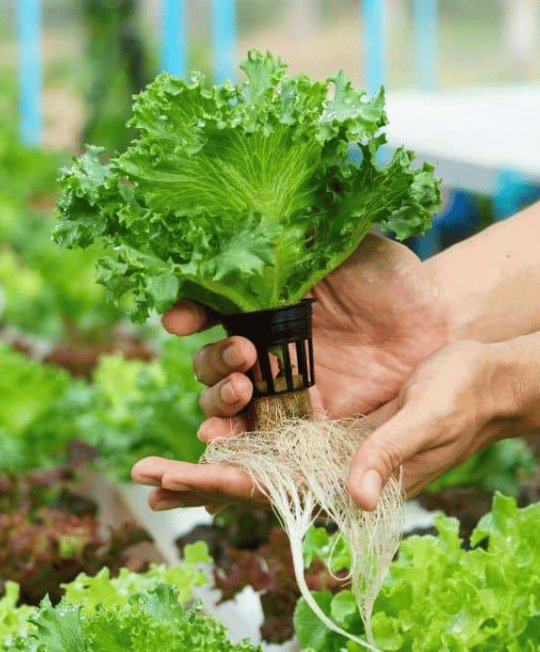 hands holding organic plant